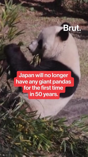 Japan will no longer have any giant pandas for the first time in 50 years. Twin pandas Xiao Xiao and Lei Lei will leave Tokyo’s Ueno Zoological Gardens and return to China. The exchange is part of the longstanding panda diplomacy relationship between China and Japan. China practices panda diplomacy by loaning or gifting giant pandas to other countries as a sign of friendship and goodwill. The final public viewing of the popular panda twins Xiao Xiao and Lei Lei will be held on Jan. 25, 2026. #ch