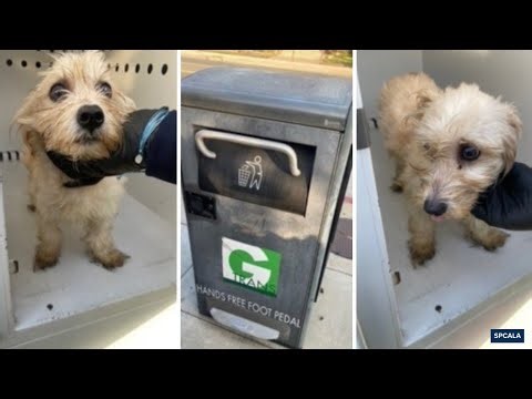 Puppy abandoned in self-compacting trash can rescued
