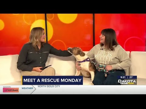 Meet a Rescue Monday: Klyxx