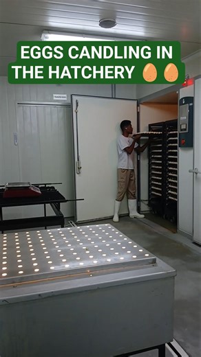 How eggs are candled in the hatchery | Candling on day 11 of incubation.