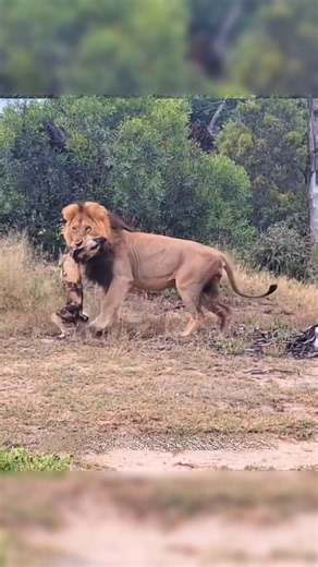 शेर राजा ने जंगली कुत्तों से लिया बदला😱 #animals #viral #viralvideos