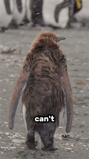 Why Are King Penguin Chicks So Much Bigger Than Their Parents?