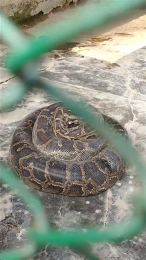 Giant Python Found in Village 😱 | Dangerous Snake Encounter | Village Life Details