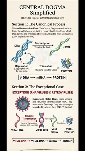 DNA → mRNA → Protein: The Flow of Life🧬 #LearnOnYouTube #BiologyClass #ScienceCommunication #Shorts