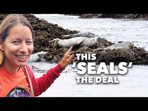 Seals, sea lions, & tide pools at Yaquina Head & Newport - Van life on the Oregon Coast
