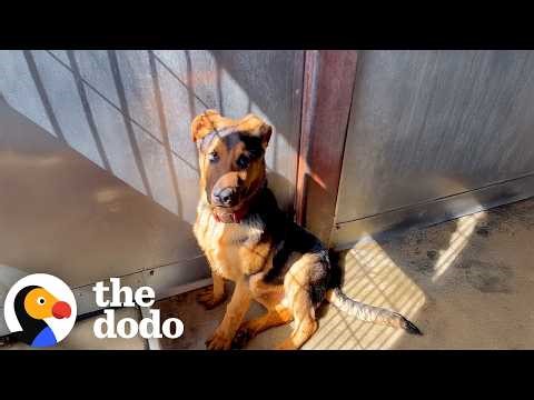 'Sick' Puppy On Euth List Gets Out At The Very Last Moment | The Dodo