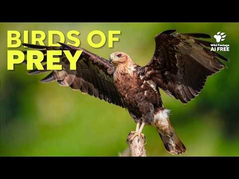 Birds of Prey: 30 Minutes of Ospreys, Eagles and many more | Wildlife Compilation