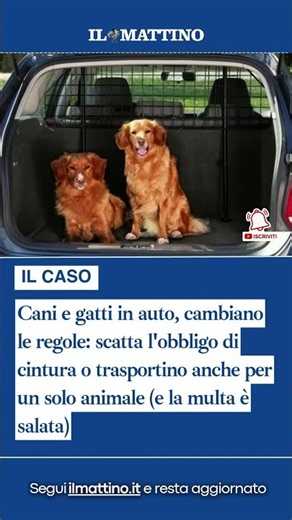 Cani e gatti in auto: scatta l'obbligo di cintura o trasportino anche per un solo animale