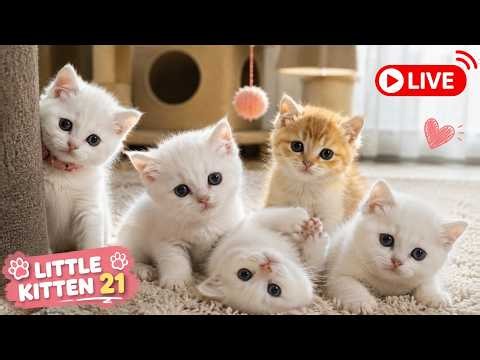 Cute & Funny Kittens Live - Relax & Enjoy! 😻🐾