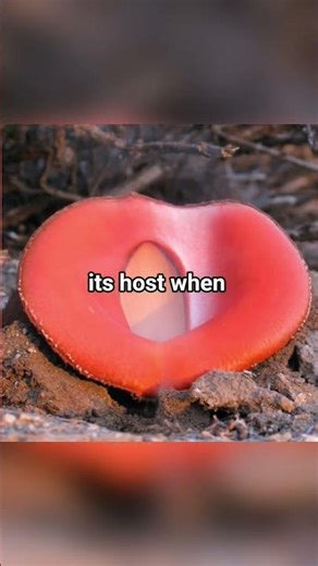 The Alien Mouth plant