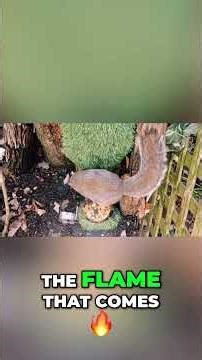 9mm Tannerite... humane?