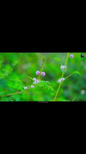#laos🇱🇦 #fypシ #hmong #hmongsong