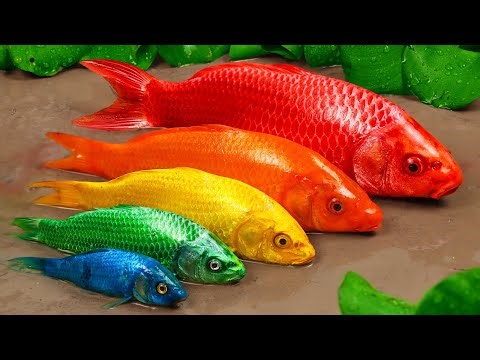Best Of Small Fish Recipe | MINIATURE Fish Cooking Made EASY with Simple Recipe