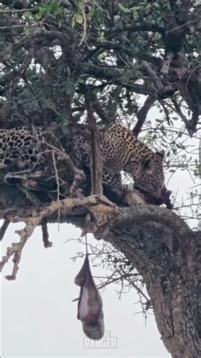 Leopard In The Tree 🐆🐆🐆 #Wildlife #Safari