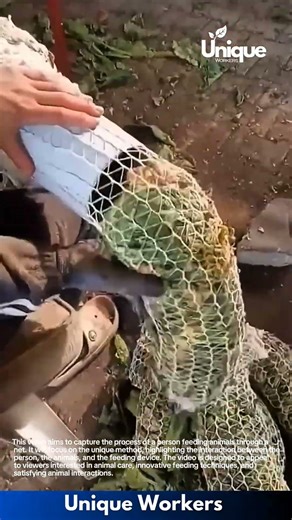 Satisfying Drain Cleaning: Man Removes Thick Sludge and Leaves from Pipe