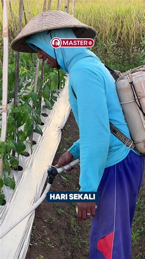 Layu Fusarium Musuh Besar Petani Cabe! Gak Dicegah, Tanaman Ambyar