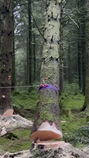 Cracking effort winching out a decent sized hung up tree…nice and steady
