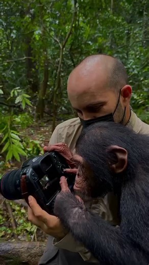 Vj Joe Kryptone on Instagram: "Chimpanzee intelligence reflects millions of years of evolution. 🧠🐒 Sharing nearly 98% of human DNA, chimps demonstrate advanced cognitive abilities — including problem-solving, tool use, memory, emotional awareness, and social learning. In the wild, they manufacture tools, plan cooperative hunts, recognize individuals, and pass knowledge across generations through observation and teaching. Studying chimpanzee intelligence offers critical insight into the origins