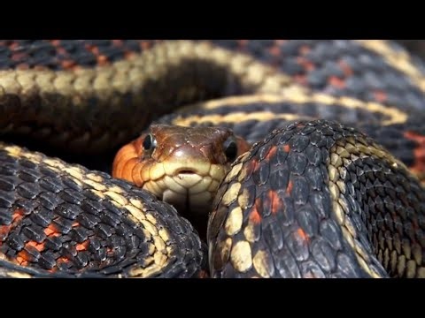 Most snake bites in Florida & Georgia aren’t deadly, but certain actions can make a bite wound worse
