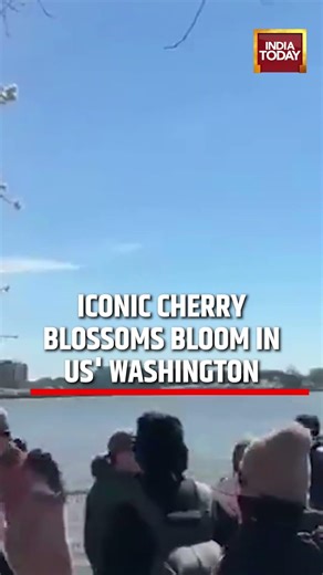 United States: Washington DC Cherry Blossoms in Full Bloom #cherryblossom #unitedstates #washington