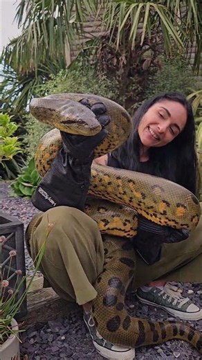 Handling a Massive Green Anaconda in a Garden Setting