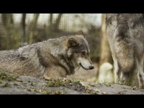 The Secret Lives of Wolves