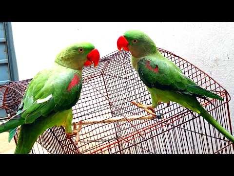Raw Parrot Talking Videos Compilation Lattest Video For Parrot