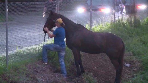 Horse wrangled and safe after getting loose near traffic in Oklahoma City