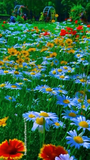 “Romantic Flowers Garden 🌷✨| Relaxing Nature Video in 4K UHD”