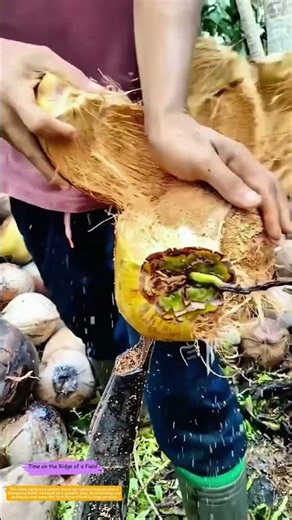 Stripping the Armor: How a Fixed Blade Peels a Coconut in Three Seconds