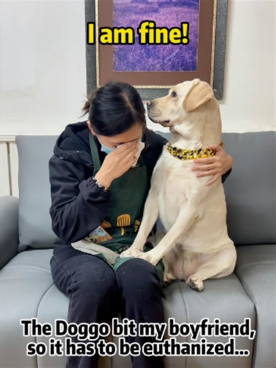 Doggo Sends You Away: Funny Labrador Moment