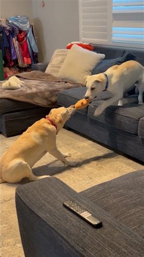 Chance loves tug-o-war