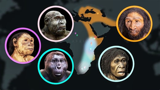 Hominid vs hominin - The crucial difference in human evolution explained