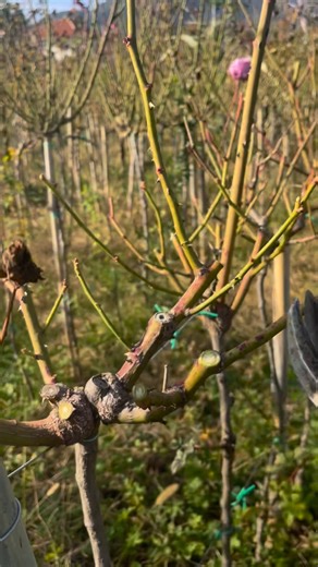 Petrit Tahiri on Instagram: "Pruning roses"
