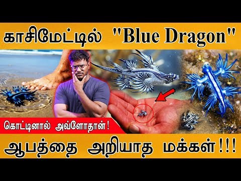 காசிமேட்டில் கிடந்த Blue Dragon | கடித்தால் அவ்ளோதான் | ஆபத்தை அறியாமல் தொட்டுப் பார்க்கும் மக்கள் |