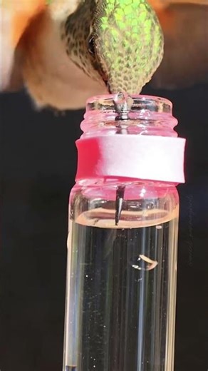 Amazing Slow Motion: How a Hummingbird Drinks! #hummingbird #nature #wildlife
