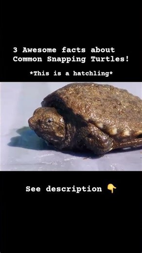 3 Awesome facts about Common Snapping Turtles! #wildlife #fyp #turtle #reptiles