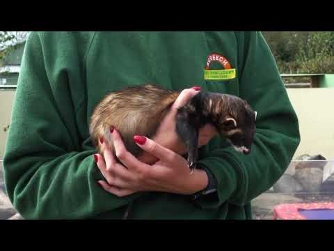 Love Nature: Screech Owl Sanctuary & Animal Park