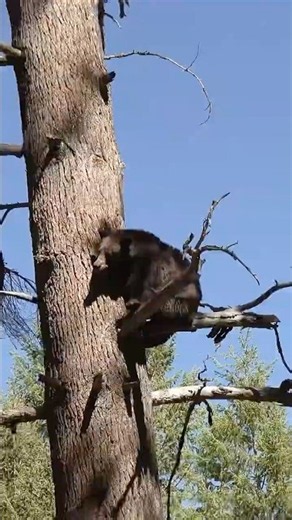 8 Bears & 4 Lions! Watch Full Episode!