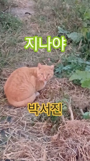 지나야 🎤 가슴을 울리는 역대급 무대 (귀호강 주의) #쇼츠 #cat #cute #박서진 #지나야