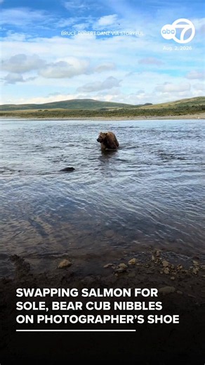 A curious bear cub took a little nibble of a photographer’s boot while he was on a tour in Alaska on August 2.Video taken by nature and wildlife photographer Bruce Robert Danz shows three cubs and an adult grizzly walking out of the water, passing close by Danz and another https://t.co/DDAOvqjkHA