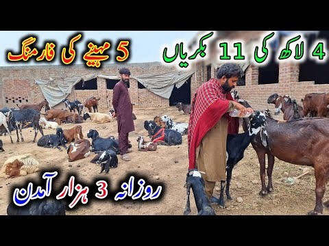 This Young Man Started His Goat Farm Im Just 4 Lac Rupees - Goat Farming Buisness