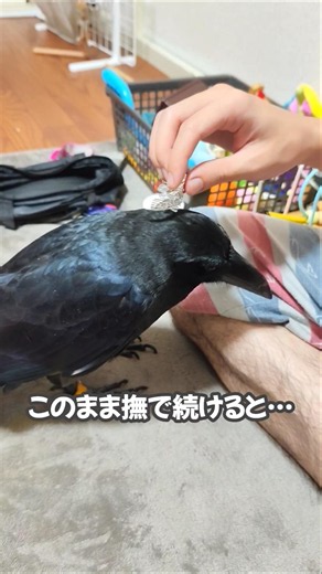 【衝撃のラスト】カラスを撫で続けると… #crow #wildbirds #birds #鳥 #動物 #カラス