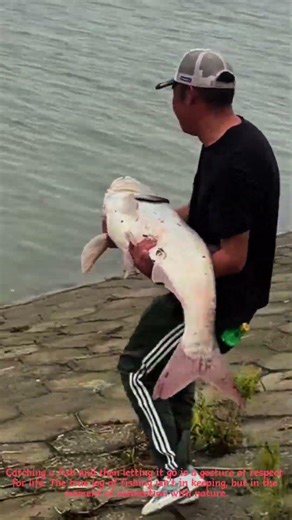 The Kindest Catch: Releasing a Giant Carp Back to the Water 🐟💧
