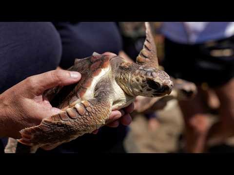 Sea turtles nest early as waters warm, but egg output falls
