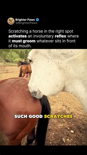 This horse couldn’t handle the good scratches 🐴