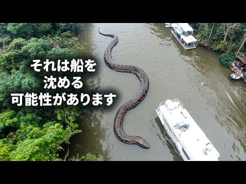 アマゾンで新たな巨大ヘビが発見されました