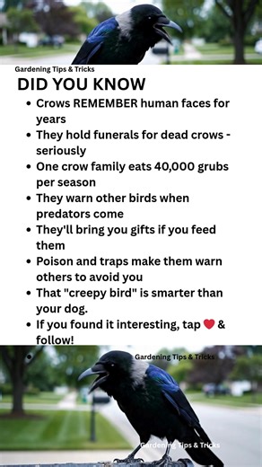 That crow remembers your face. And it told its friends about you. 🖤 Crows recognize humans for YEARS. They hold funerals for their dead. They bring gifts to people who feed them. One crow family eats 40,000 grubs per season in your yard. Poison them? They'll warn every crow in the neighborhood to avoid your house. That "creepy bird" is smarter than your dog. Act like it. #didyouknow #crow #crows #wildlife #naturefacts #birdsoftiktok #crowsoftiktok #backyardbirds #misunderstoodanimals #fyp | Gar