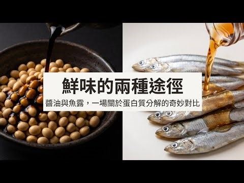醬油vs魚露 產生胺基酸原理對比