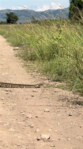 The largest of African Snakes, reaching 6 metres, non-venomous and kills its prey by constriction. After gripping the prey, it coils around it, tightening its coils every time the victim breathes out. The African Rock Python uses highly flexible, four-part jaws to ingest the animal head-first, without chewing or dismembering it. The entire, undigested animal is broken down by strong stomach acids, a process that can take weeks or even months. #africanrockpython #snakes #wildlife #ugandatiktok #t
